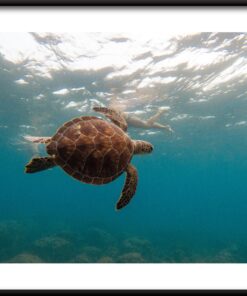 Plakát Plavání s želvou