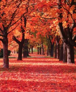 Fototapeta Podzimní barvy 2