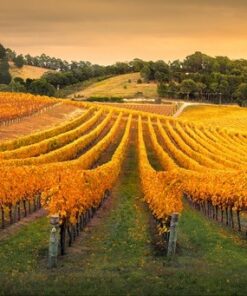 Fototapeta Vineyard on the hill