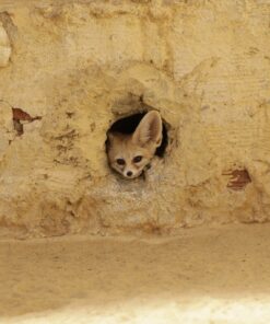 Fototapeta Desert Fennec fox