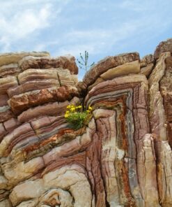 Fototapeta Lime Rock with Flower