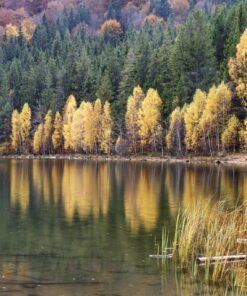 Fototapeta Zlaté břízy v jezeře