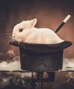 Fototapeta Králík v klobouku