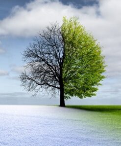 Fototapeta Dvě roční období