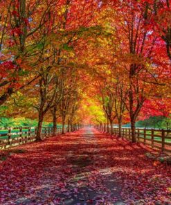 Fototapeta Podzimní scenérie 2