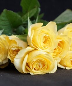 Fototapeta Žluté růže