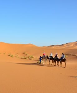Fototapeta Velbloudi v poušti