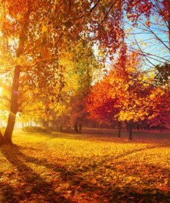 Samolepka na zeď Podzimní stromy 6