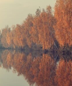 Fototapeta Autumn Birches 2