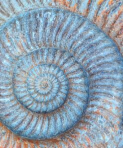 Fototapeta Pravěká fosilie