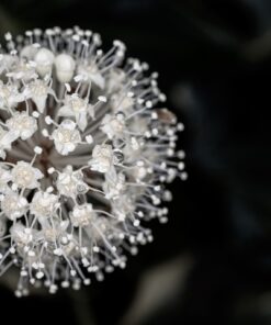 Fototapeta Buttonhole