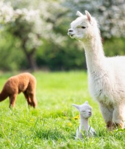 Fototapeta Alpacas Grazing