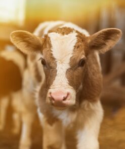 Fototapeta Charming Body