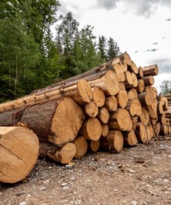 Fototapeta Tree Pieces