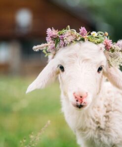 Fototapeta Beránky s věncem