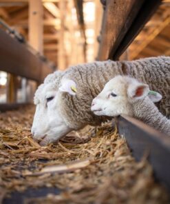 Fototapeta Ovce na farmě 2