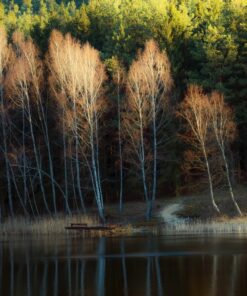 Fototapeta Břízy u jezera