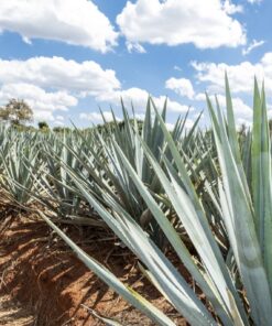 Fototapeta Yuki keře