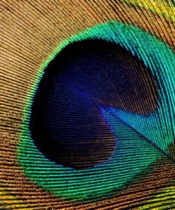 Fototapeta Paví oko