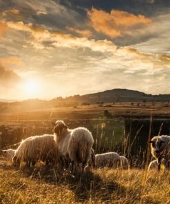 Fototapeta Ovce v horách