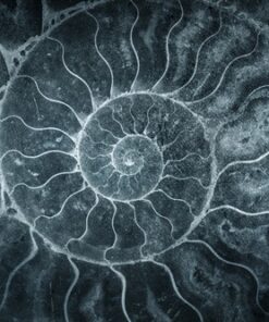 Fototapeta Ammonite shell