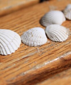 Fototapeta Row of Shells