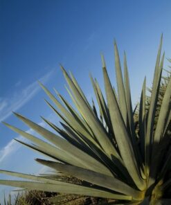 Fototapeta Listy agáve