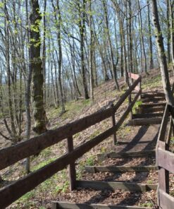 Fototapeta Forest Bridge 2