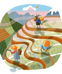 Fototapeta Pěstování rýže