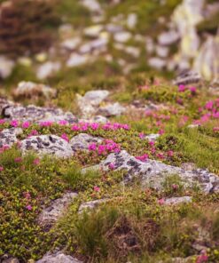 Fototapeta Květiny v horách