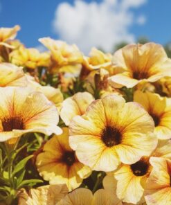 Fototapeta Žlutá svlačec