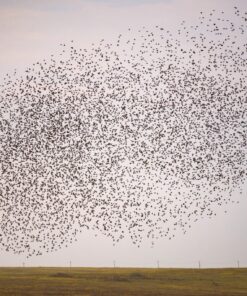 Fototapeta Flight of Birds
