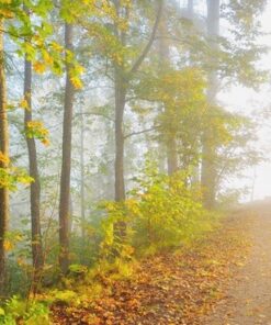 Fototapeta Slunečný les
