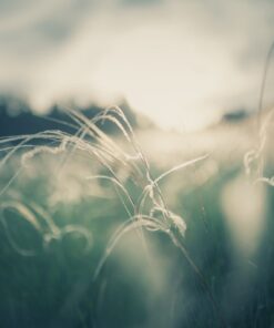 Fototapeta Divoká tráva