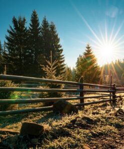 Fototapeta Stromy na okraji lesa
