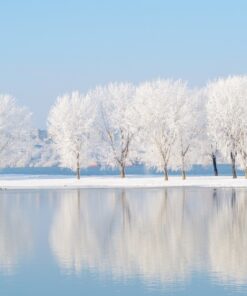 Fototapeta Frosted Trees