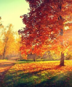 Fototapeta Zlatý podzim 2