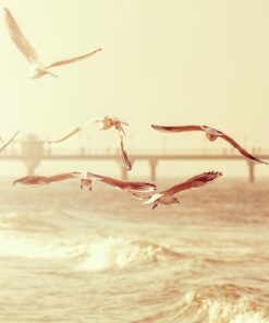 Fototapeta Departing Seagulls