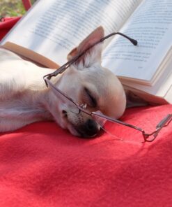 Fototapeta Odpolední šlofík