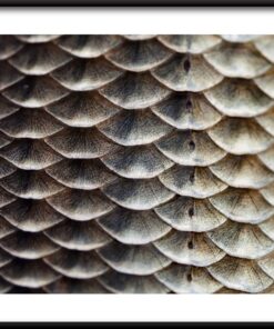 Plakát v měřítku ryb