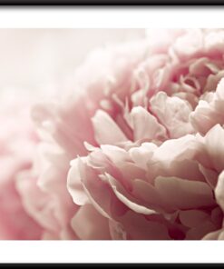 Plakát Růžová Pivoňka 2