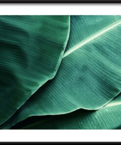 Tropické Listy Plakát 6