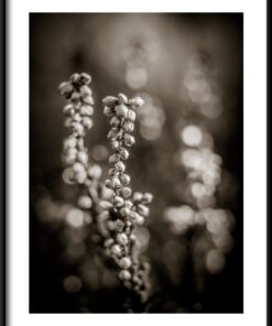 Květiny v černém plakátu