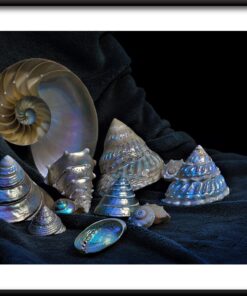 Stříbrné skořápky plakát