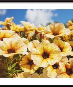 Žluté petúnie plakát