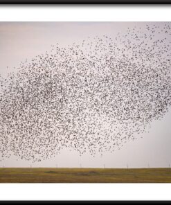 Plakát Ptačí mrak