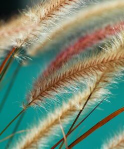 Fototapeta Fountain Grass