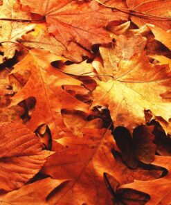 Samolepka na zeď Autumn Leaves