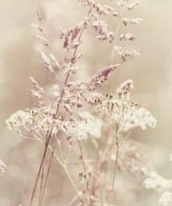 Fototapeta Divoká tráva 2