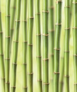 Fototapeta Bambusový les